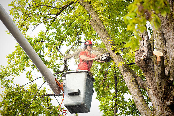 Best Arborist Consultation Services  in Glenwood Springs, CO